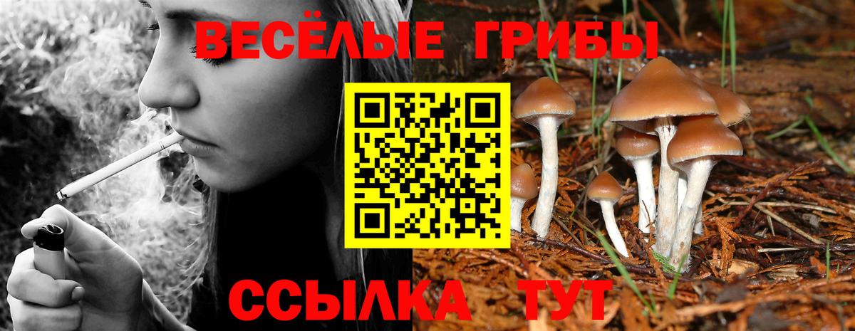 Галлюциногенные грибы ЛСД  даркнет сайт  Вход с VPN  Богородск  Галлюциногенные грибы Psilocybine cubensis 
